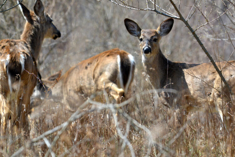 State launches work group to enhance wildlife connection